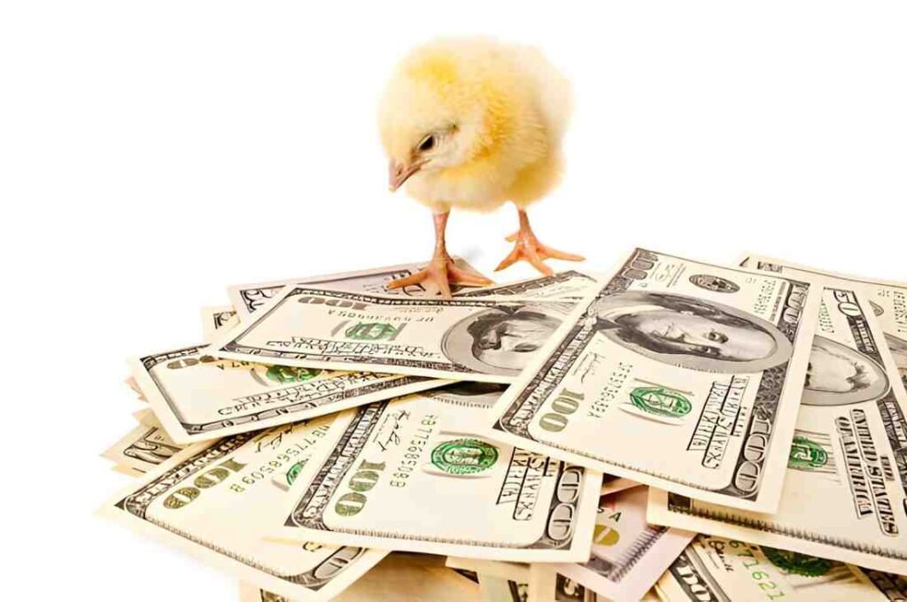 Breeding Fee